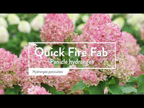 Hortensia paniculata &quot;Quick Fire Fab&quot;/ Hydrangea paniculata &quot;Quick Fire Fab&quot;/
