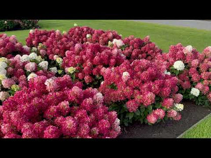Hortensia paniculata Living Creation Mix/Buc / Hydrangea paniculata Living Creation Mix/
