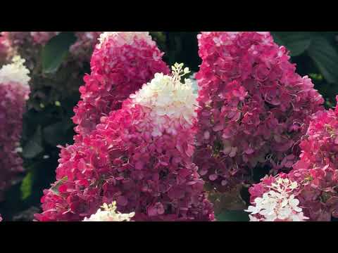 Hortensia paniculata Living Creation Mix/Buc / Hydrangea paniculata Living Creation Mix/