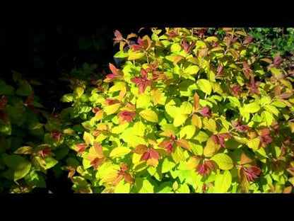 Spiraea japonica "Double Play® Big Bang"/ Cununita "Double Play® Big Bang" /