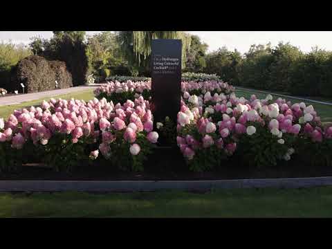 Hortensia paniculata Living Creation Mix/Buc / Hydrangea paniculata Living Creation Mix/