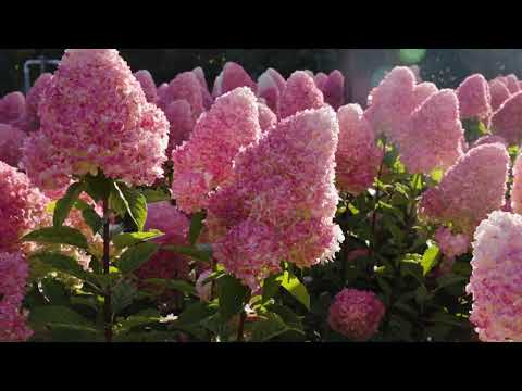 Hortensia paniculata Living Creation Mix/Buc / Hydrangea paniculata Living Creation Mix/