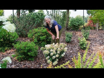 Hortensia paniculata "Tiny Quick Fire" / Hydrangea paniculata "Tiny Quick Fire" /