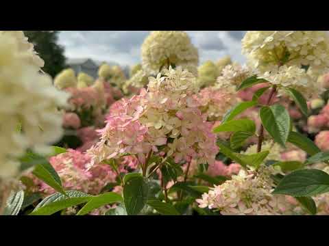 Hortensia paniculata Living Creation Mix/Buc / Hydrangea paniculata Living Creation Mix/