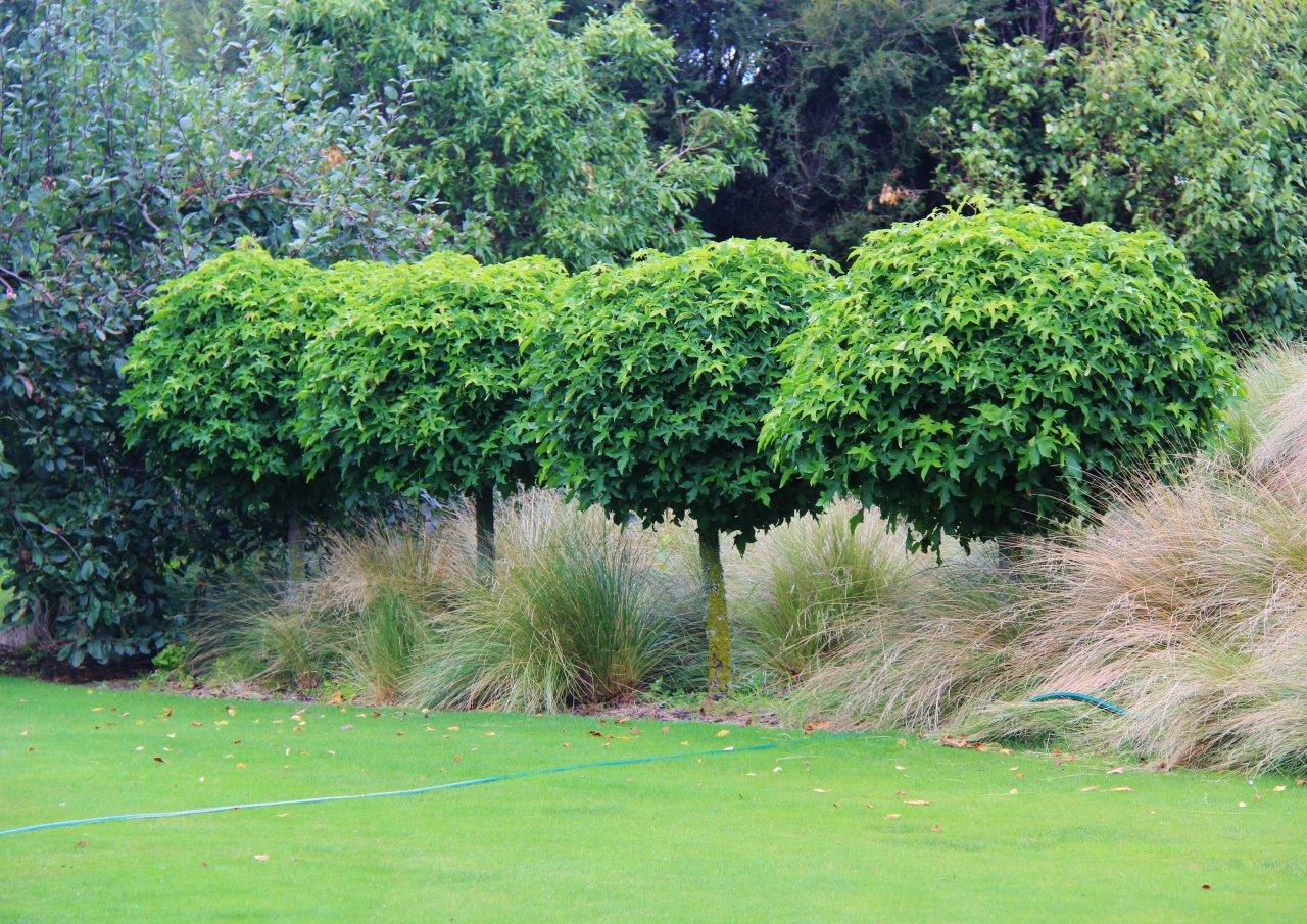 Arborele de guma "Gum Ball" 2.00 - 2.50 m / Liquidambar styraciflua "Gum Ball"/ - Gradina Noastra