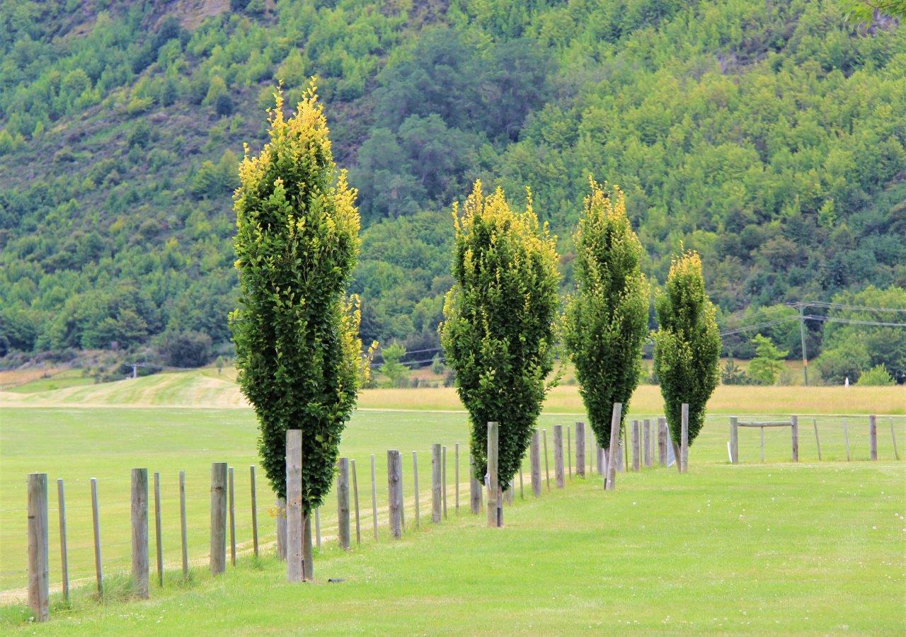 Fag columnar "Dawyck Gold" / Fagus sylvatica „Dawyck Gold” /