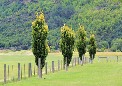 Fag columnar "Dawyck Gold" / Fagus sylvatica „Dawyck Gold” /
