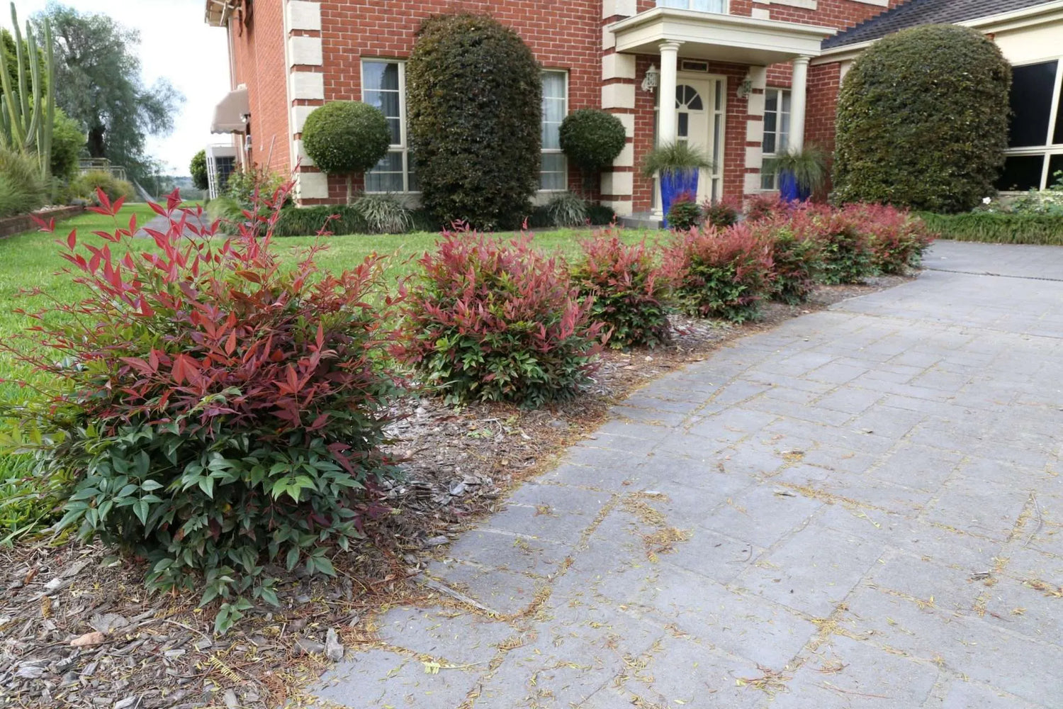 Bambus sfant " Obsessed " / Nandina domestica "Obsessed"/