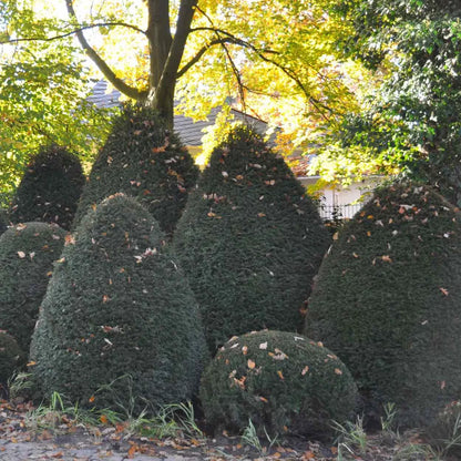 Tisa piramida / Taxus baccata /