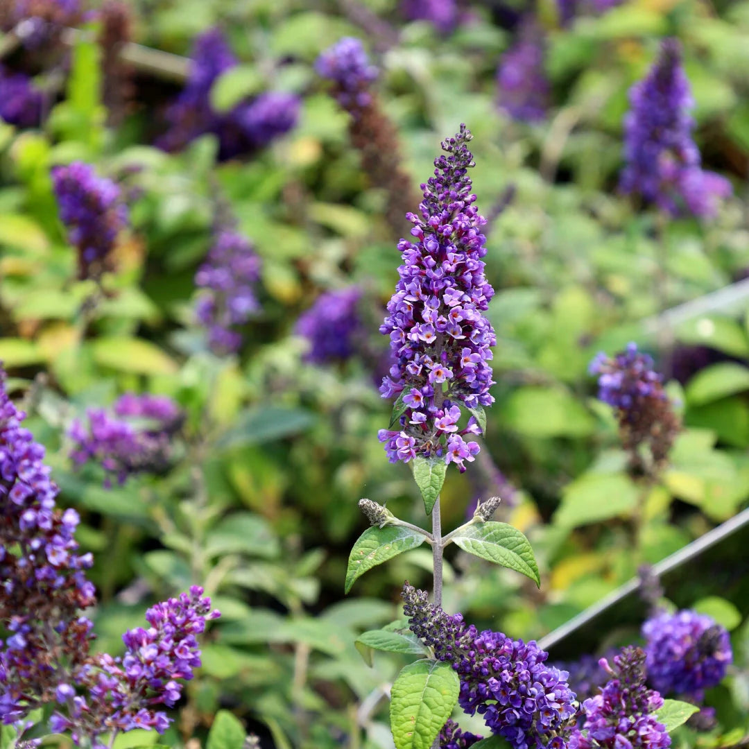 Liliac de vara "Blue Chip Jr." / Buddleja davidii "Blue Chip Jr."/