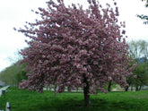 Cires japonez "Royal Burgundy" / Prunus serrulata "Royal Burgundy" / - Gradina Noastra