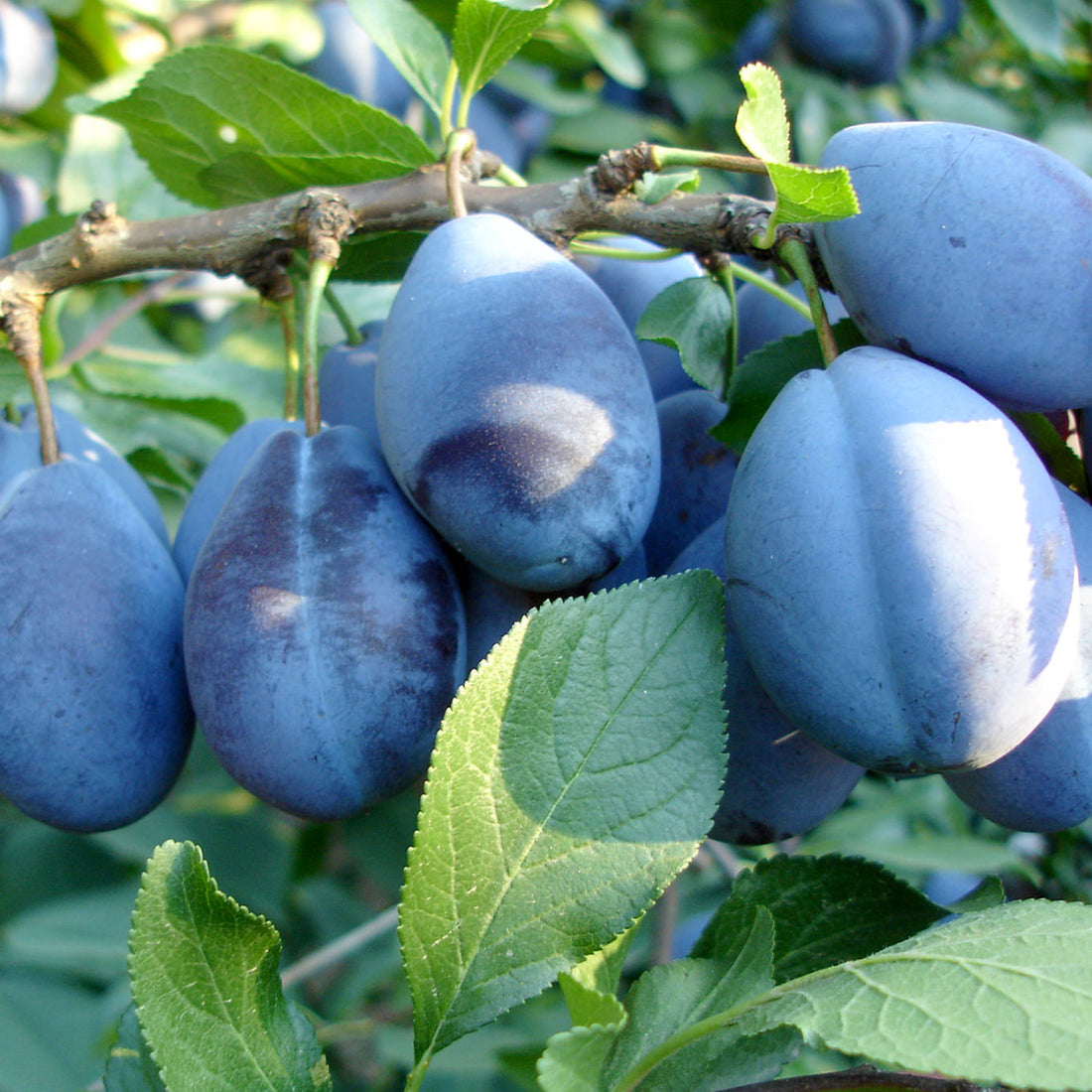 Prun "Stanley" 1.80 - 2.30 m / Prunus domestica "Stanley"/ by gradina-noastra