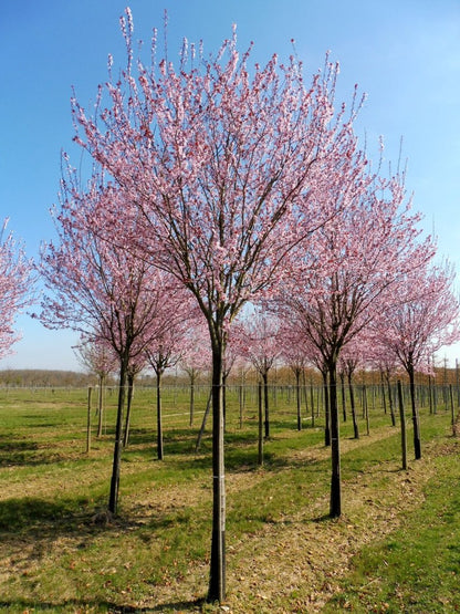 Corcodus rosu "Nigra" arbore /  Prunus cerasifera "Nigra" /