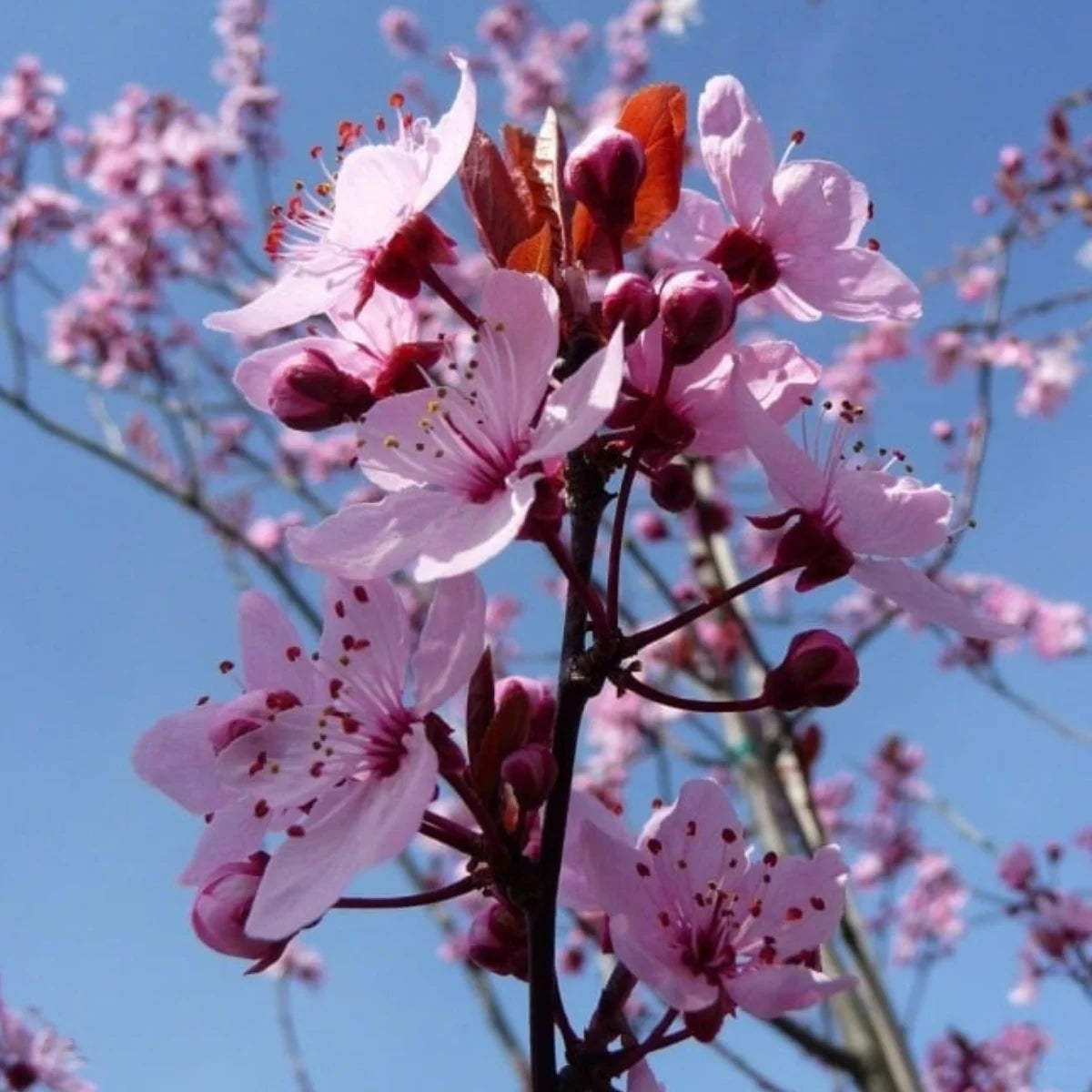 Corcodus rosu "Nigra" arbore /  Prunus cerasifera "Nigra" /