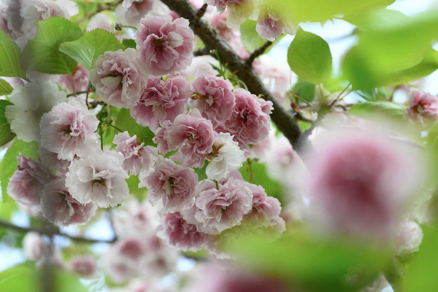 Japanese cherry &quot;Kanzan&quot; 2.00 - 2.50 m / Prunus serrulata &quot;Kanzan&quot; /