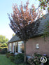 Cires japonez "Royal Burgundy" / Prunus serrulata "Royal Burgundy" / - Gradina Noastra