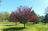 Cires japonez "Royal Burgundy" / Prunus serrulata "Royal Burgundy" / - Gradina Noastra