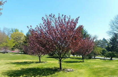 Cires japonez "Royal Burgundy" / Prunus serrulata "Royal Burgundy" / - Gradina Noastra