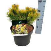 Pin pitic "Winter Gold" / Pinus mugo "Winter Gold"  / - Gradina Noastra