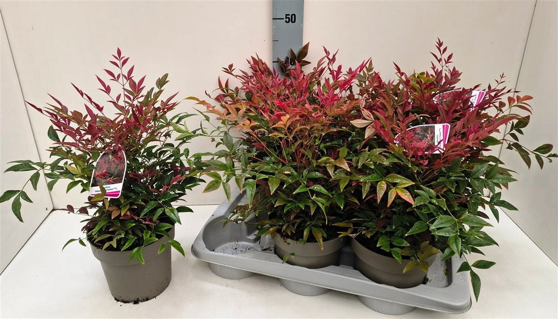 Bambus sfant &quot; Obsessed &quot; 0.40 - 0.60 m / Nandina domestica &quot;Obsessed&quot;/