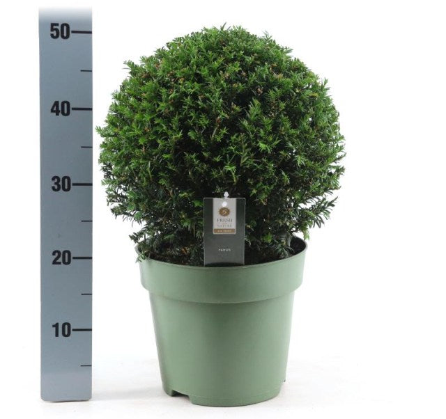 Tisa minge / Taxus baccata /