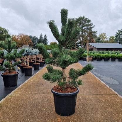 Pin negru "Oregon Green" / Pinus nigra "Oregon Green"/