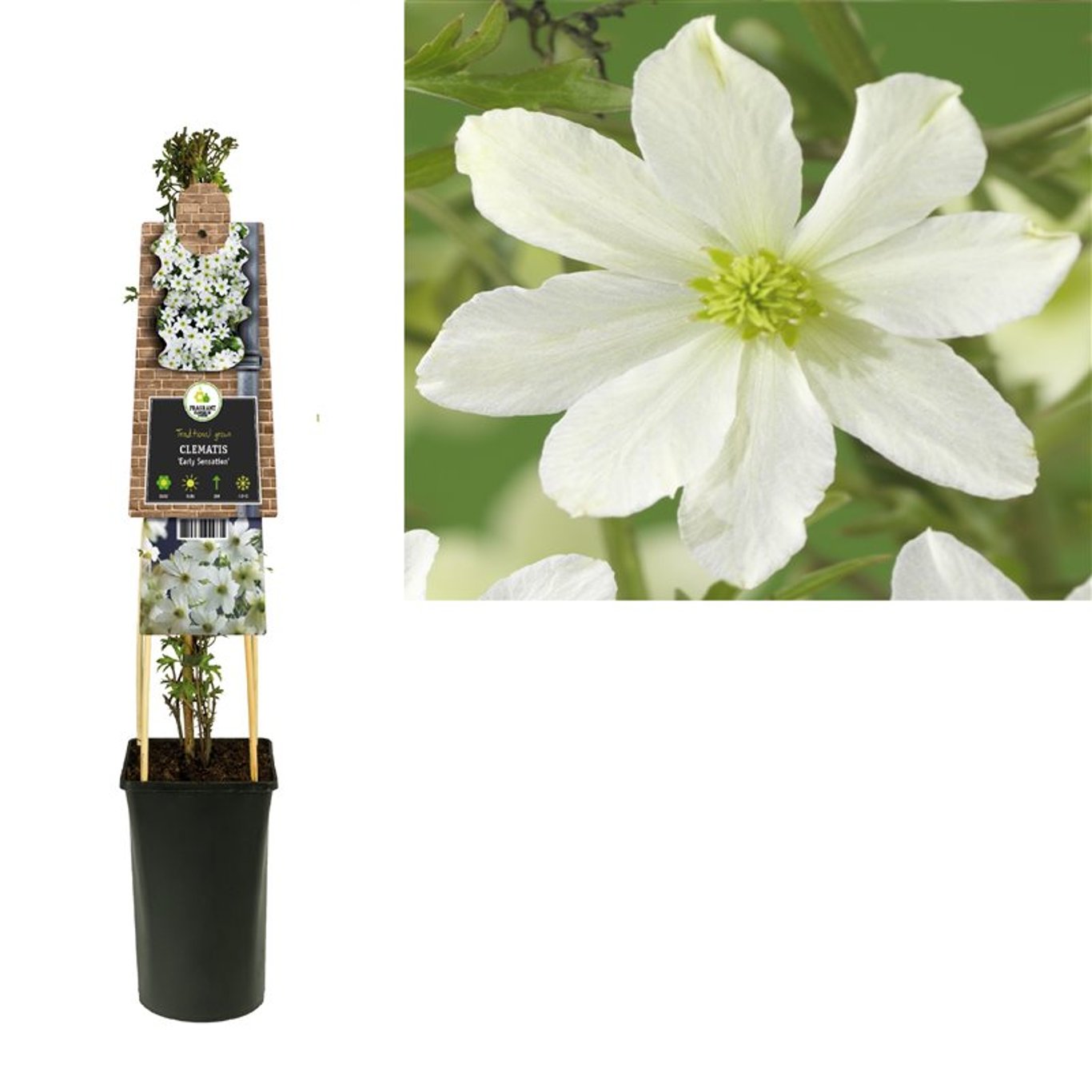 Clematita "Early Sensation" /Clematis "Early Sensation"/ - Gradina Noastra