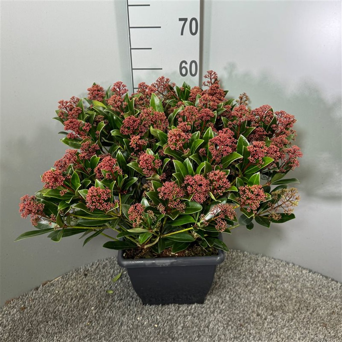 Liliac japonez "Rubesta Optima" / Skimmia japonica "Rubesta Optima"/