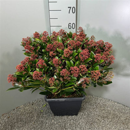 Liliac japonez "Rubesta Optima" / Skimmia japonica "Rubesta Optima"/