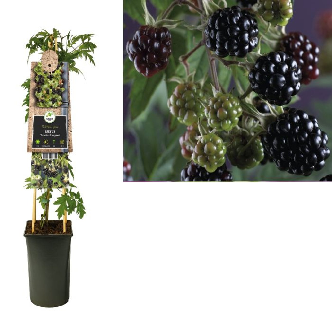 Mur "Thornless Evergreen"/ Rubus "Thornless Evergreen" / - Gradina Noastra