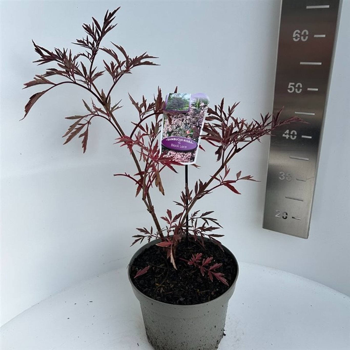 Soc negru "Black Lace" / Sambucus nigra "Black Lace"/