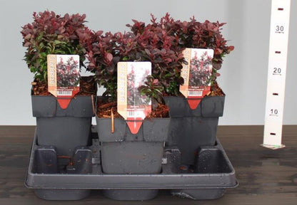 Dracila &quot;Concorde&quot; / Berberis thunbergii &quot;Concorde&quot;/
