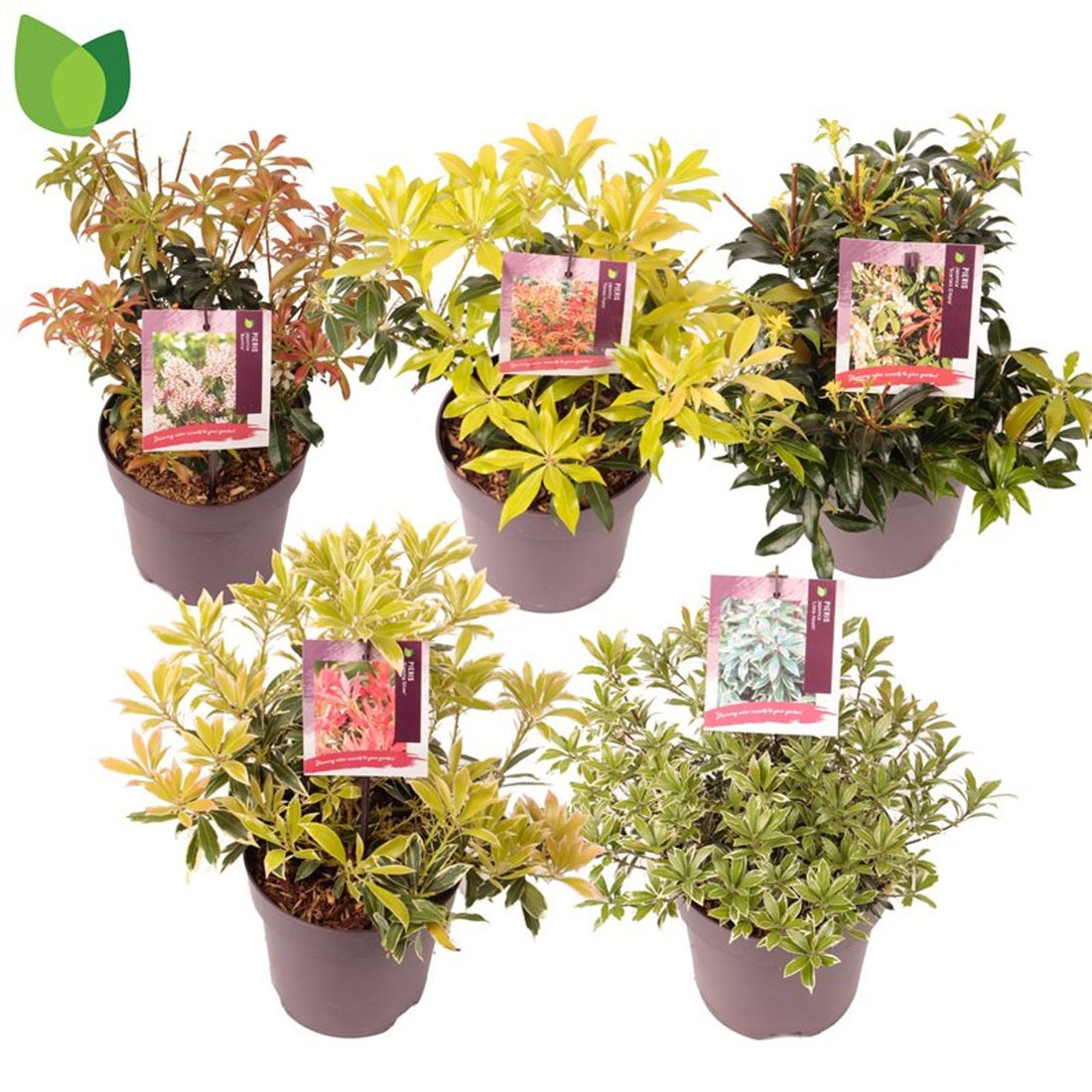 Andromeda japoneza mix/pret pe buc /Pieris japonica Flaming Silver/Pieris japonica Bonfire/Pieris japonica Sinfonia/Pieris japonica Mountain Fire/Pieris japonica Prelude/