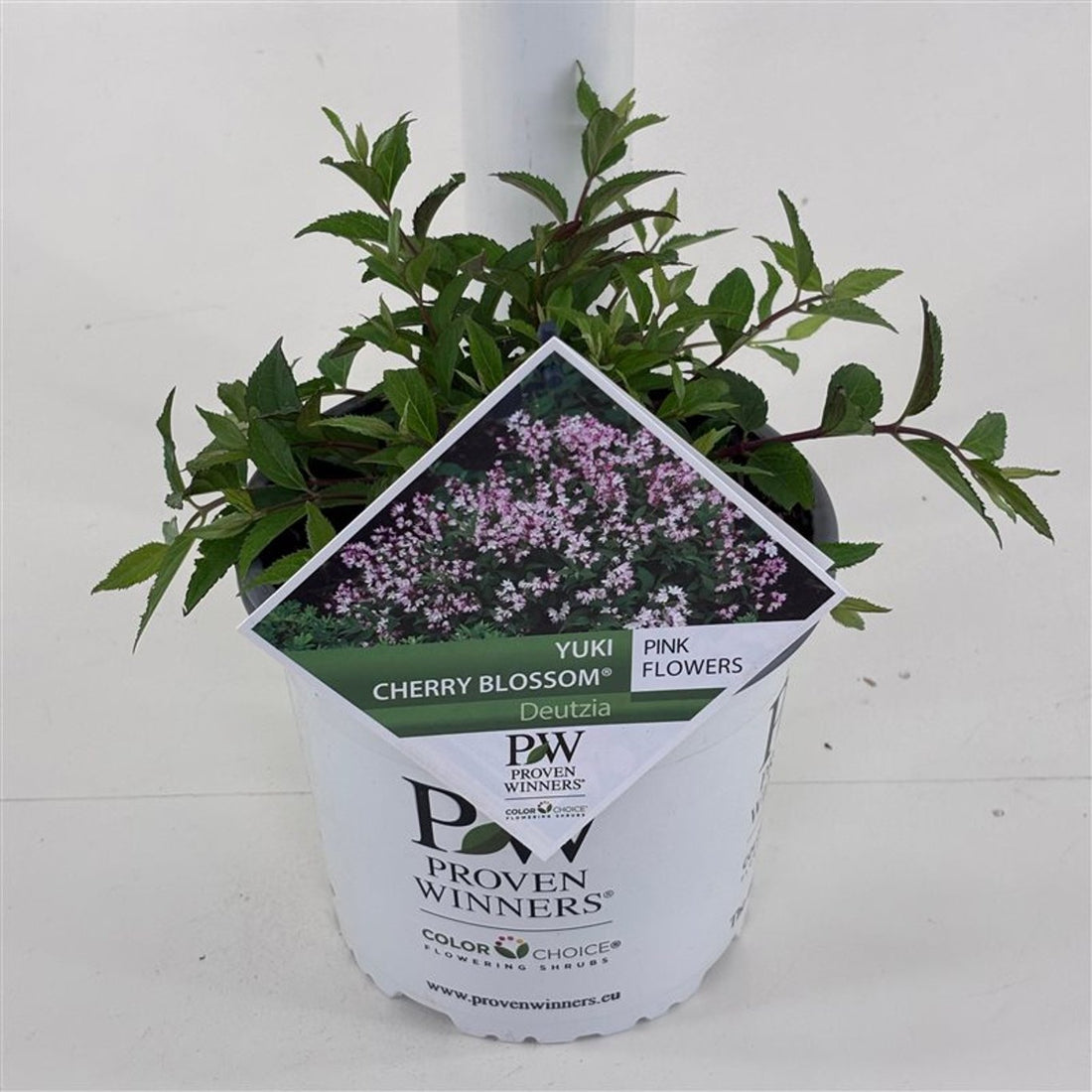Deutzia × ‘Yuki Cherry Blossom®’