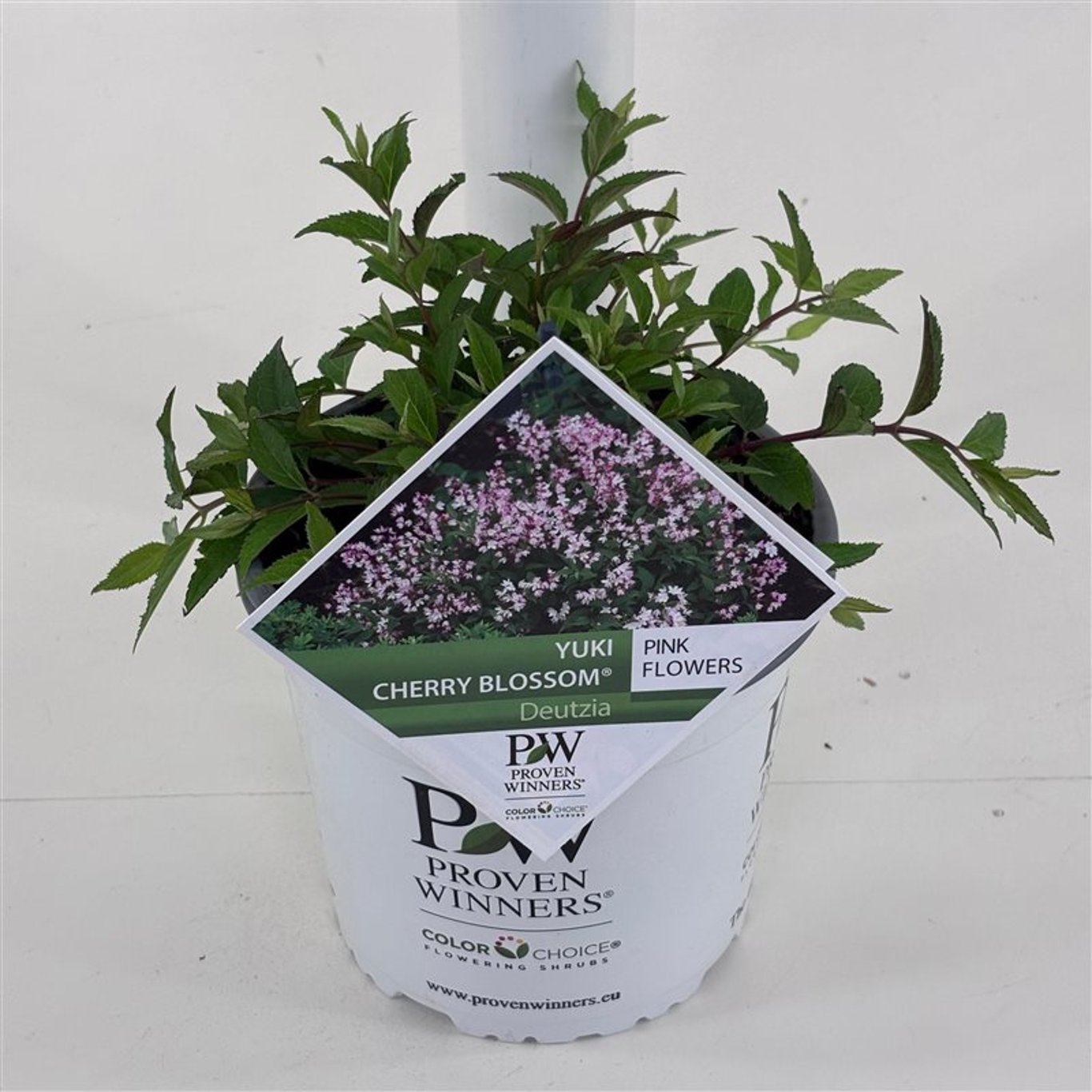 Deutzia × ‘Yuki Cherry Blossom®’