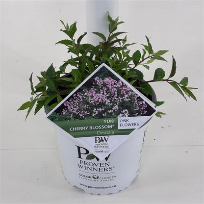Deutzia × ‘Yuki Cherry Blossom®’