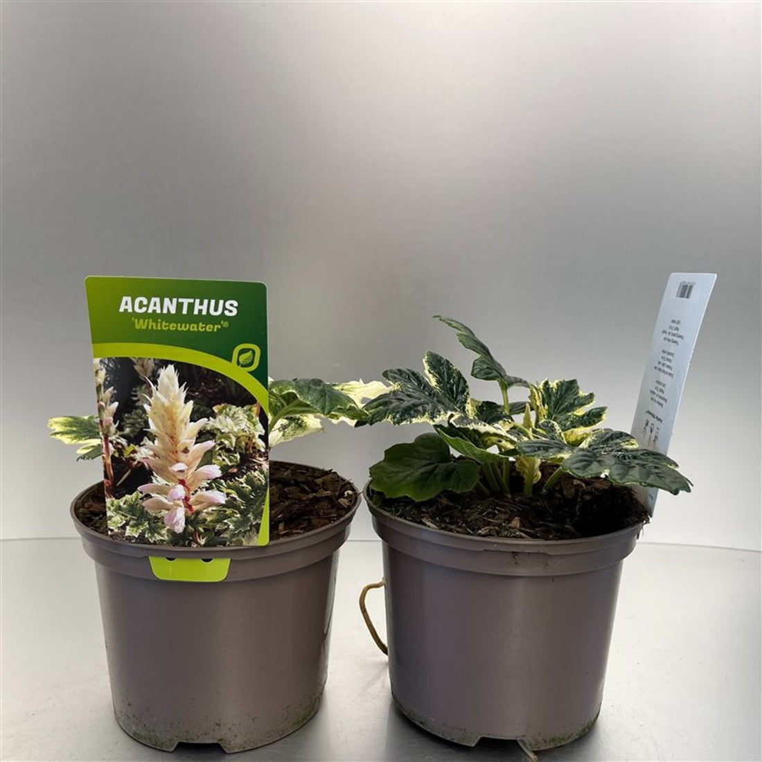 Acanthus mollis "Whitewater" - Gradina Noastra