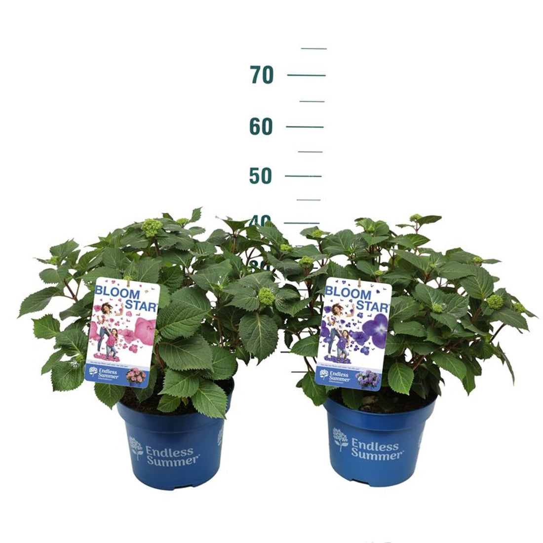 Hortensia &quot;Endless Summer BloomStar&quot; /Hydrangea macrophylla „Endless Summer BloomStar” / - Gradina Noastra