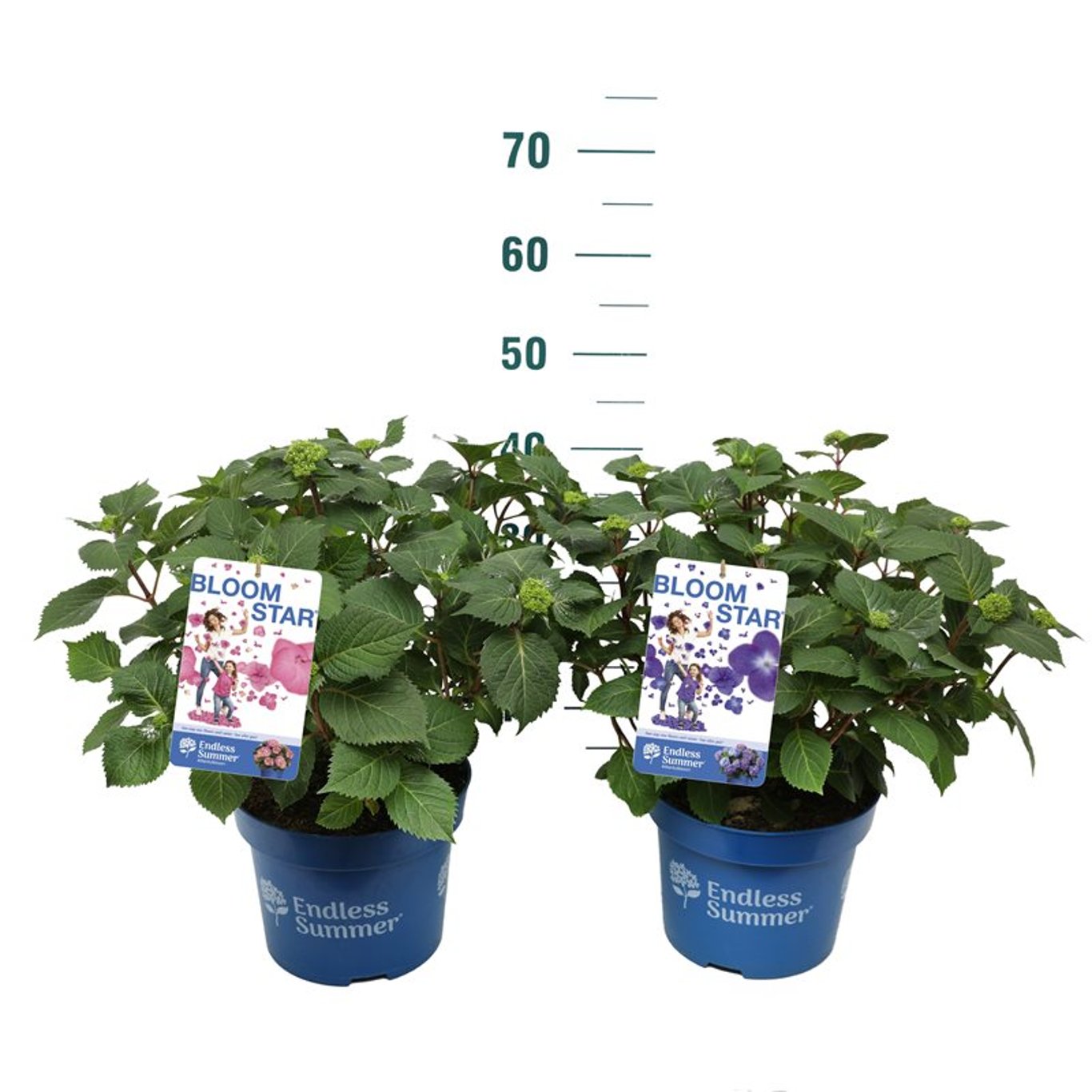 Hortensia &quot;Endless Summer BloomStar&quot; /Hydrangea macrophylla „Endless Summer BloomStar” / - Gradina Noastra