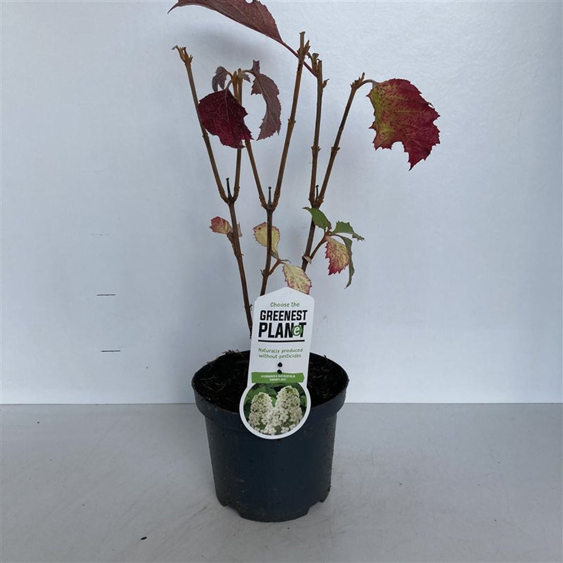 Hortensia cu frunza de stejar "Snowflake"/ Hydrangea quercifolia "Snowflake"/ - Gradina Noastra