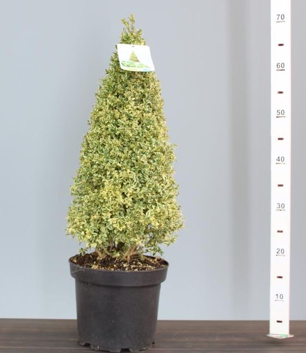 Buxus auriu piramida 0.50- 0.60 m / Buxus sempervirens „Elegans”/ by gradina-noastra