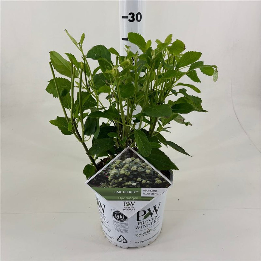 Hortensia &quot;Lime Rickey&quot; 0.20 - 0.30 m / Hydrangea arborescens &quot;Lime Rickey&quot;/