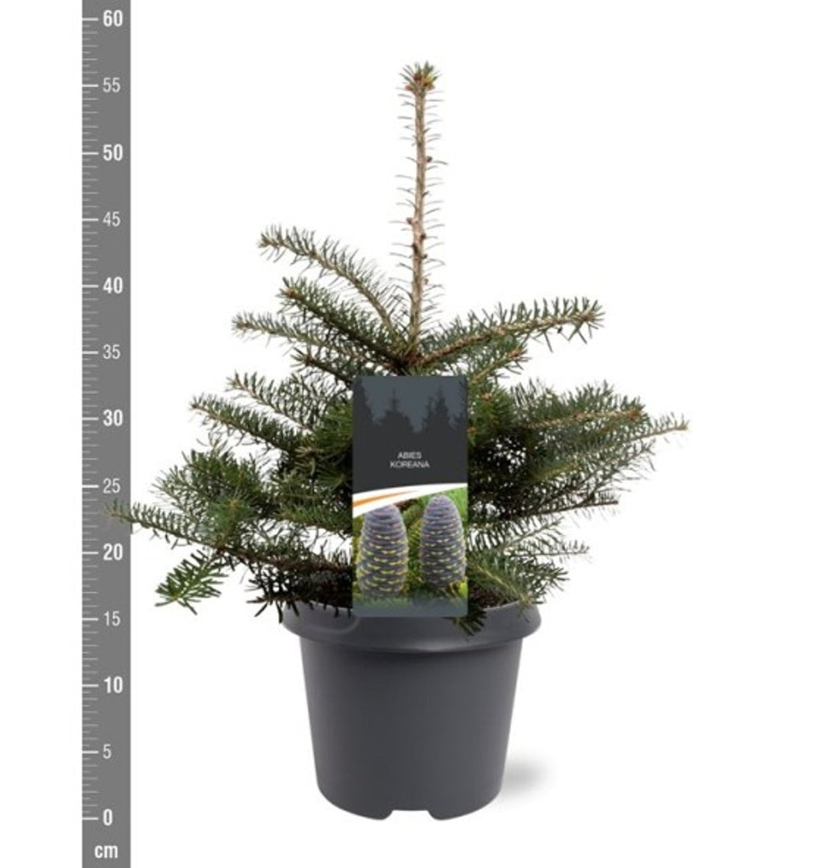 Brad coreean / Abies koreana /