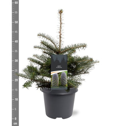 Brad coreean / Abies koreana /
