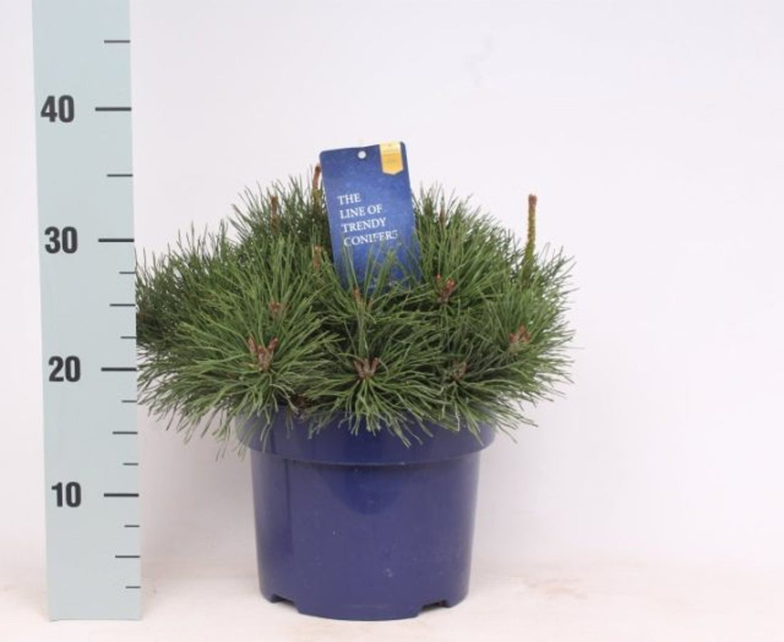 Pin Pitic Pumilio - /&quot;Pinus Mugo Pumilio&quot;/ by gradina-noastra