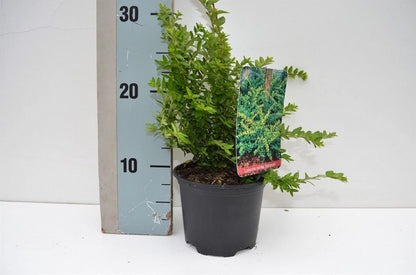 Caprifoi tarator „Maigrun” / Lonicera nitida "Maigruen" /