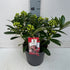 Liliac japonez "Pabella" 0.40 - 0.50 m / Skimmia japonica "Pabella"/ by gradina-noastra