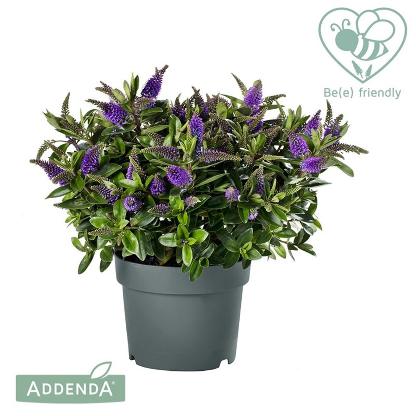Hebe addenda® Donna  mix / pret pe bucata