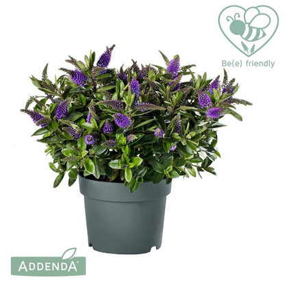 Hebe addenda® Donna  mix / pret pe bucata