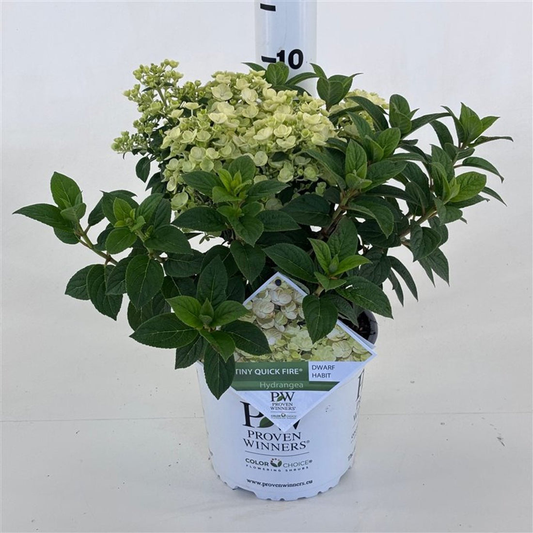Hortensia paniculata "Tiny Quick Fire" / Hydrangea paniculata "Tiny Quick Fire" / - Gradina Noastra